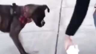 Animals Playing