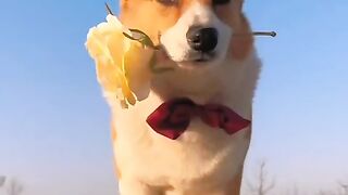 Beautiful dog with rose
