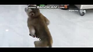 Pets or Animals Videos 24-2-2023-1