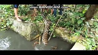 Pets or Animals Videos 24-2-2023-3