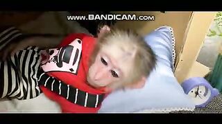 Pets or Animals Videos 24-2-2023-6
