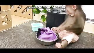 Pets or Animals Videos 24-2-2023-7