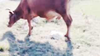 Cow in sad mood