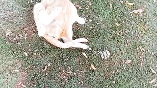This cat gets so funny