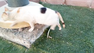 Really cute and funny cat