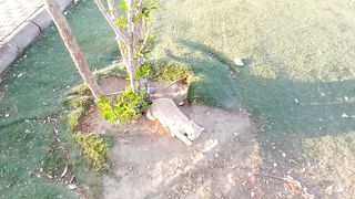 Very funny cat