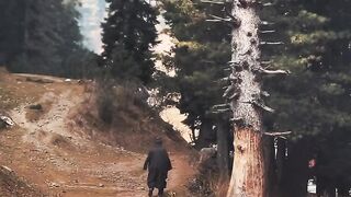 Mountains ⛰️ ???? Pinetrees ???? video