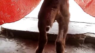 Baby goat