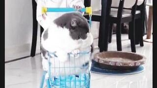 Kitten swinging