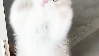 Mew siu cute