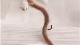 cat vs snake