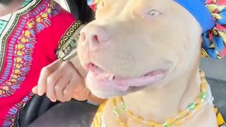 pet dog idol