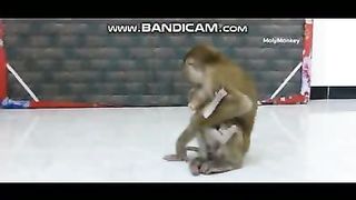 Pets or Animals Videos 24-2-2023-13
