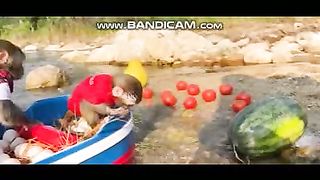 Pets or Animals Videos 24-2-2023-19