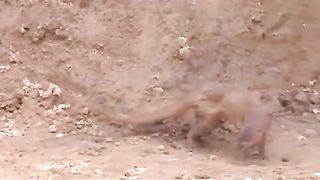 Mongoose and snake fight to the death #mongoose#ayesha#adeel#snake#fight