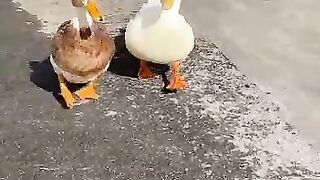 Ducks