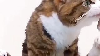 Kucing imut sedang makan sushi pakai sumpit