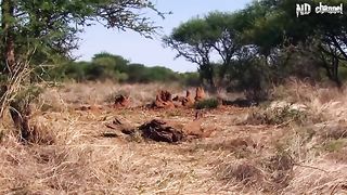 King Cobra vs mongoose||Cobra is punished deliberately spraying venom into mongoose #ayesha#adeel#mongoose#cobra