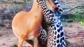Animals