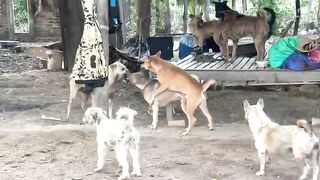Funny Dog Fight