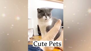Cute pets with Fun