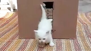 Kittens Playing