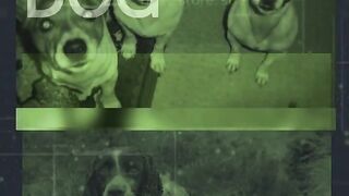 DIRTY DOGS: