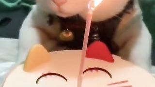 Kucingku yang  imut dan lucu ulang tahun ke-2 thn.