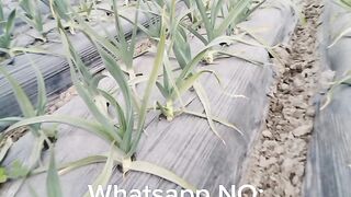 g1 garlic seed