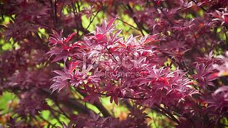 Nature in bride and bright costumes
