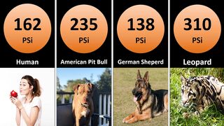 Most Powerful Bites In Animal Kingdom || Comparison