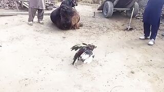 Chek karo tamsha
