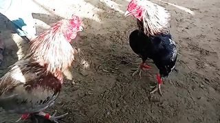 Kabhi asa mugha nai dekha ho ga ap sab ne