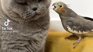 Friendly pets.