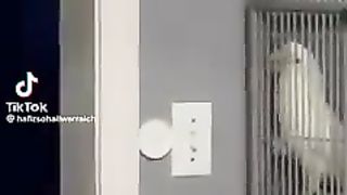 Cockatoo