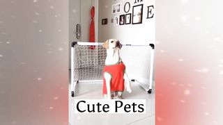 Fun with cute pets