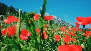 سبحان اللہ ماشااللہ بہت خوب صورت تلاوت