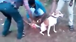 Dog funny video