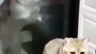 THE CAT SOUL TRYING TO RRE ENTER ITS BODY