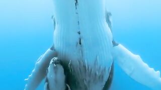THE WHALE A HUMPBACK WHALE AND HERZ CALF CAPTURED ON VIDEO