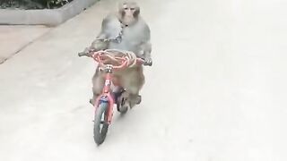 cycleing monkey