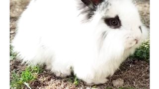 Cute rabbit video