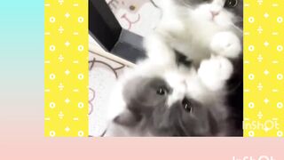 Cute pets video