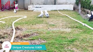 My pigeons enjoying weather in lawn Unique Creatures
