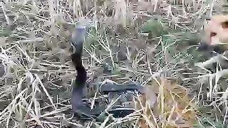 Snake dog fight