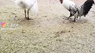 Наолп