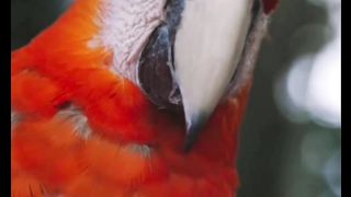 Parrot