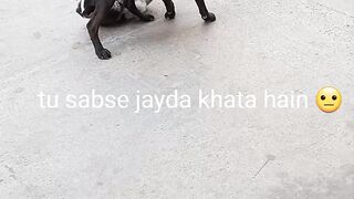 Bhookad dog