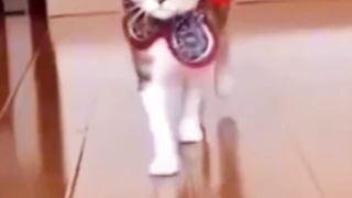 Funny Cats Modeling