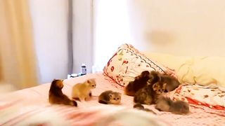 cute kitten babies